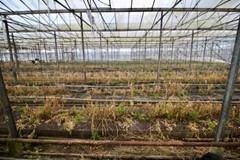 Tuinbouwbedrijf Achterdiep NZ Sappemeer foto 6.jpeg